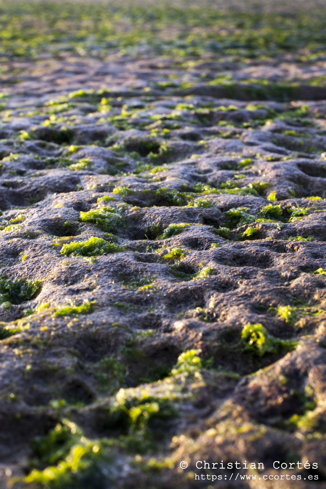 Atardecer Cabo Huertas 04